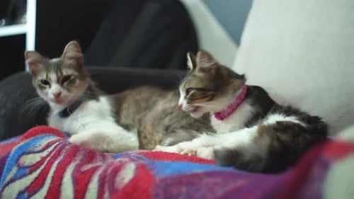 Cat grooming itself on the couch with his mom.