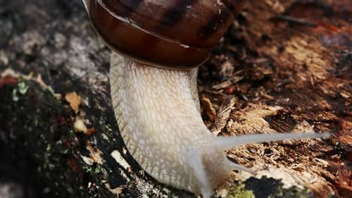 Braune Schnecke, die im Baum kriecht