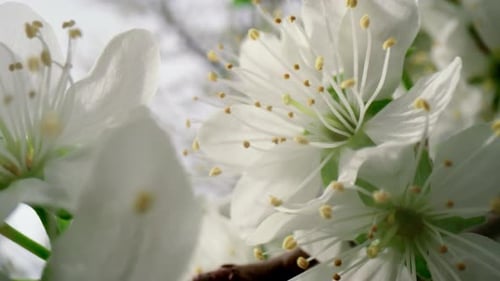 Floral Background. Closeup White Flowers Blooming Cherry Tree Against Cloudy Sky. Charming