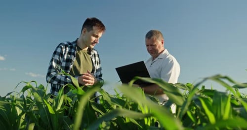 Two Men Standing Among Tall Corn Plants in a Sunlit Field Using a Laptop for Crop Monitoring and
