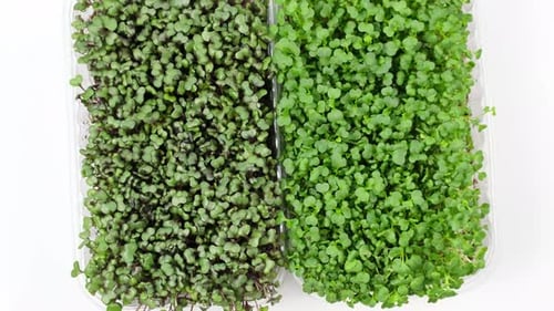 Micropousses vertes avec racines rotatives isolées sur fond blanc
