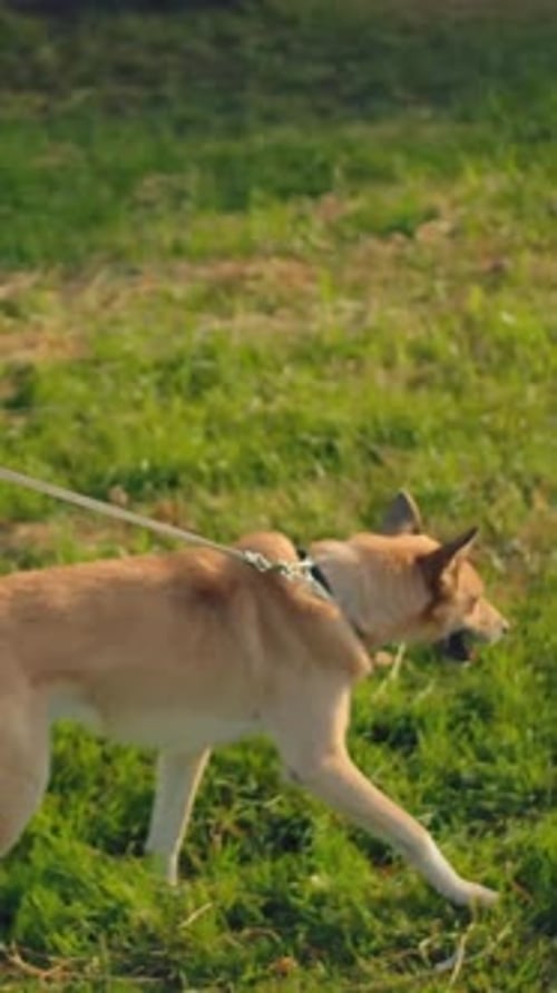 Vertical of A Young 20 Years Old Female Leading Her Dog for a Walk in the Park on a Leash