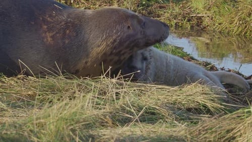 During Atlantic grey seal breeding season, newborn pups with white fur experience maternal care, bon
