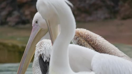 Pelícano blanco acicalando sus plumas