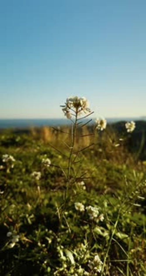 Petite fleur blanche printanière dans le champ