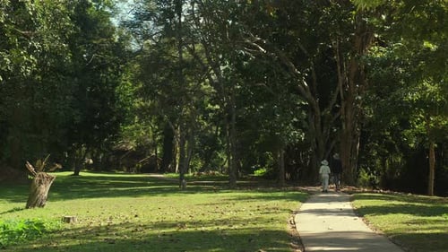 Senior Man Walking on Winding Path Through Sunlit Green Park