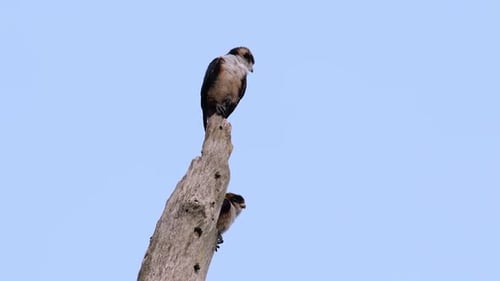 Two Birds Perched on Weathered Tree Stump