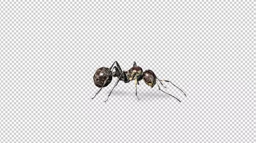 Zombie Ant Walk 3
