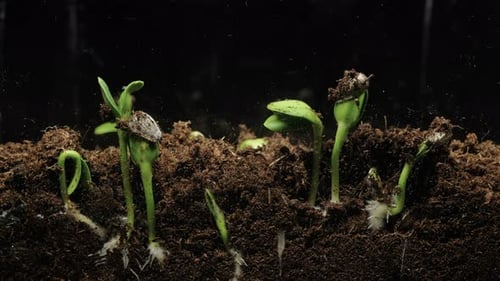 Section view of seeds germinate and sprout into small plants.