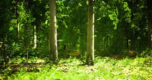 Sunlight Filtering Through a Lush Forest on a Bright Day Near a Peaceful Path