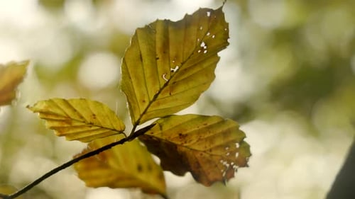 Close-up of autumn foliage with beautiful colors