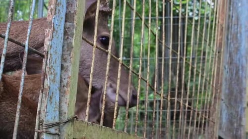 The deer's head peeked out of the iron cage when being fed. mammals.