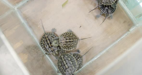 A baby turtle inside the transparent glass is ready to sell in the shop ...
