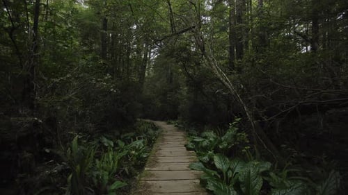 Camera moves down boardwalk through dark dense temperate rain forest