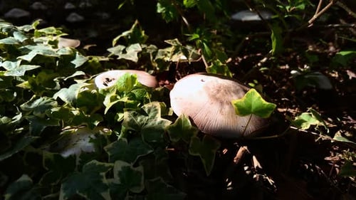 Mushrooms grew in the ivy-covered forest after the rain