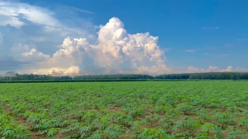 die Schönheit weißer Wolken auf dem Maniokanbau