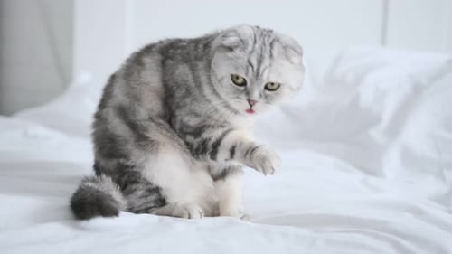 Gray Cat Grooming Itself on White Bed