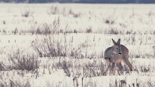 Corça se alimentando em campo coberto de neve na Bielorrússia invernal