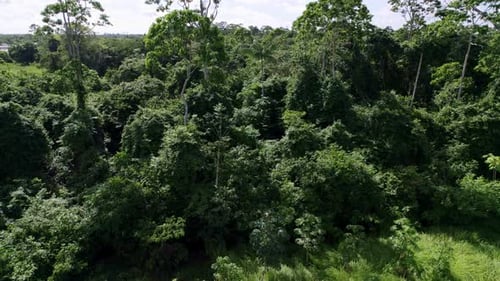 Aerial: Thick canopy green jungle trees in the Amazon rainforest, drone descending