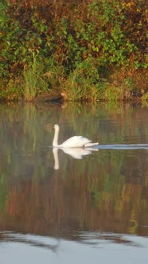 Majestic Swan Gliding on a Calm Lake