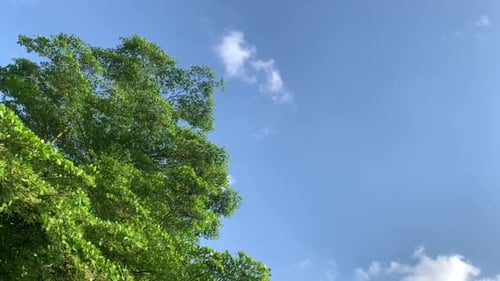 Beau ciel bleu avec des nuages blancs et des feuilles vertes qui regardent vers le haut. Les feuilles vertes se balancent dans le vent