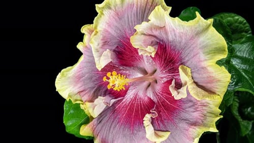 Hibiskusblüte blüht. Die Knospe öffnet sich zu einer großen rotgelben Blume. Zeitraffer eines blühenden Hibiskus