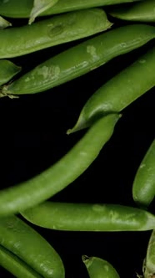 Vertical video. Collecting Fresh Pea Pods in a bowl, top view on a black background.