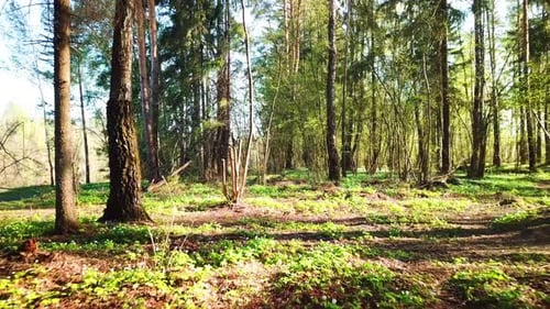 Spring, Arboretum Rubovsky, Quarry And Western Dvina 35