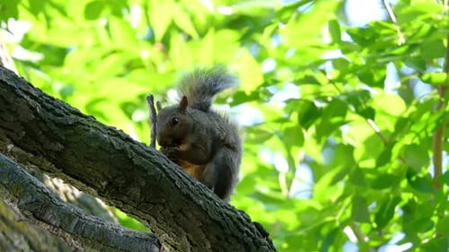 Graues braunes Eichhörnchen auf dem Baumstamm genießt eine Nuss