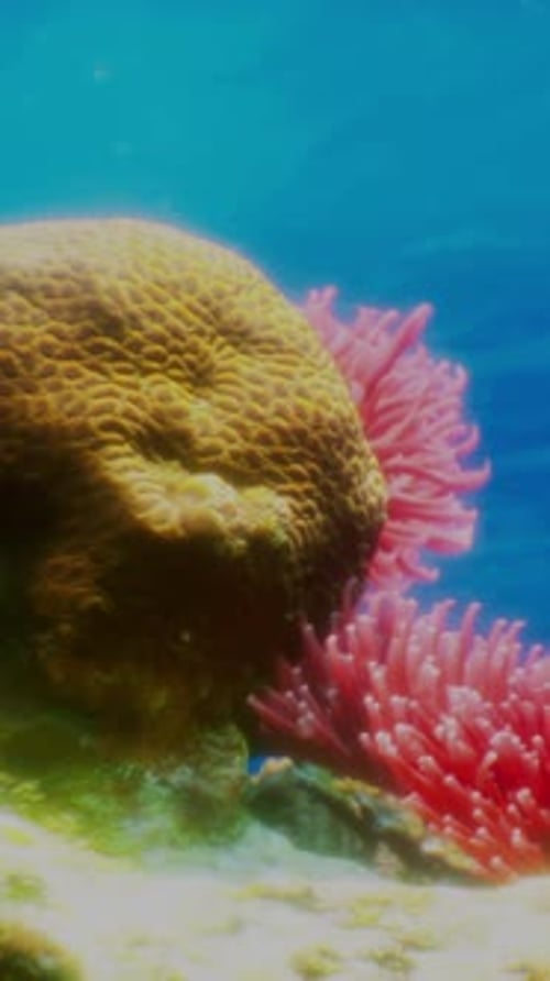 A Coral and Sea Anemone in the Ocean
