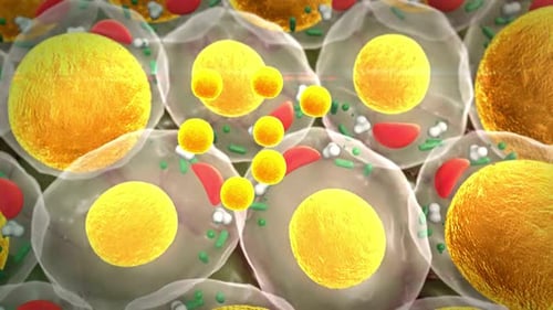 Cholesterol, Adipocytes fats cells