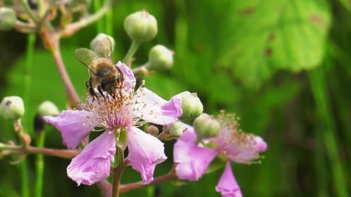 Bee lands on pink flower, blackberry bush in summer, close-up macro insects