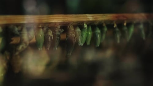 Schmetterlingskokons in einem Dendrarium mit herumfliegenden Schmetterlingen, die den Prozess des neuen Hinterns zeigen