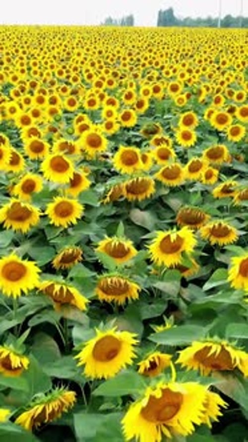 Bright yellow sunflowers in the field is swaying on the wind.