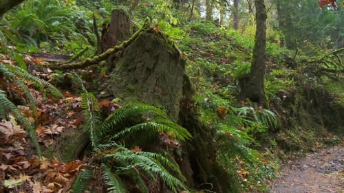 Close Up Shot of Large Green Bushes of Ferns with Long Pinnate Leaves on Fogy Forest