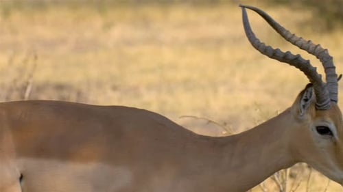 Impala Walking