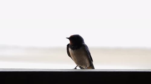 Close-up of a cute little barn swallow with a white background