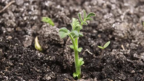 4K - Growing Plant Chickpeas