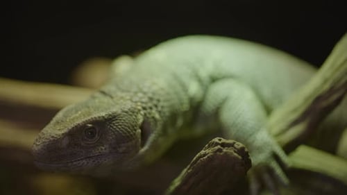 Wunderschöner Savannenmonitor hautnah im Habitat