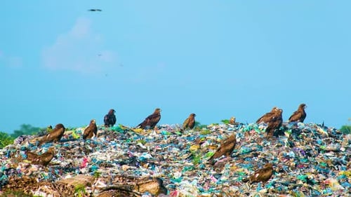 Black kite bird flock hunting through garbage landfill waste
