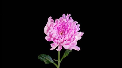 Pink Chrysanthemum Flower Against Black Background