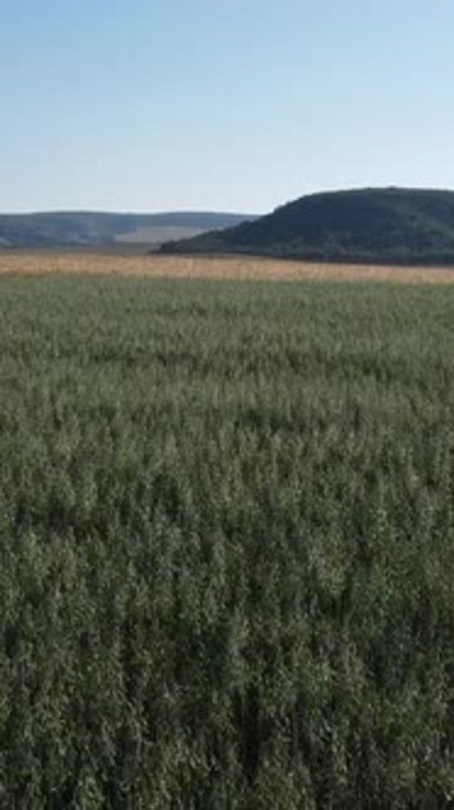 Luftaufnahme eines grünen Weizenfeldes auf dem Land, auf dem Weizen im Wind bei sonnigem Frühling weht