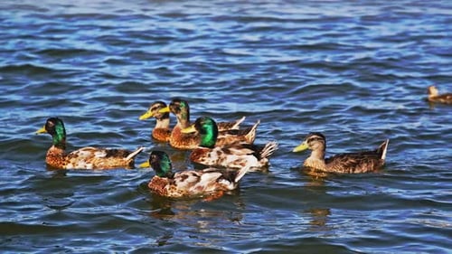 Flock of Wild Ducks Bathes in Lake Water on Sunny Day