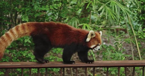 Red Panda Walking Along Railing in Nature