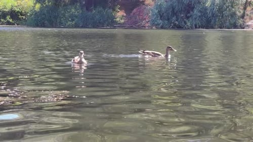 Two Wild Ducks Swimming on a Calm Lake on a Sunny Day