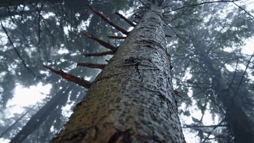 A tall tree trunk stretches into the misty forest canopy