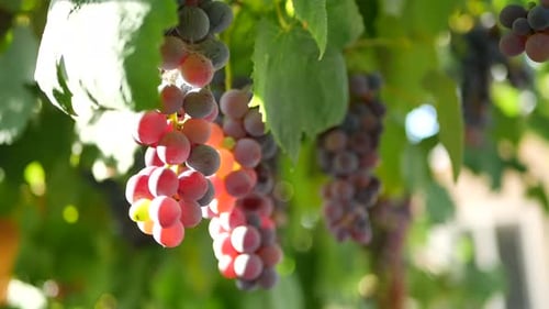 Purple grapes on vine hanging from trellis in garden, with sunlight coming through.