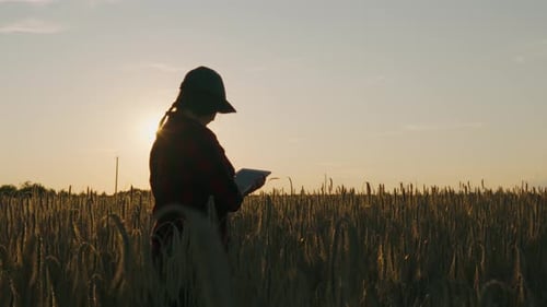 Female Agronomist with a Tablet Checking Spikelets While Standing in a Field