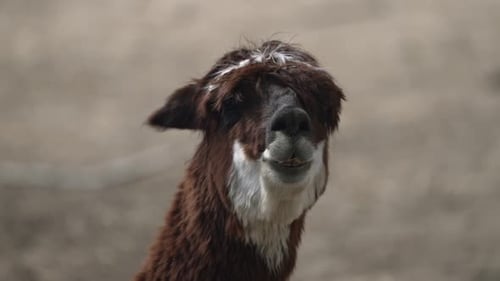 Alpaca Portrait - Vicugna Pacos A South American Camelid Mammal. - Close Up Shot