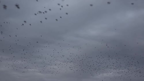 Murmuration of Birds Flying in Cloudy Sky